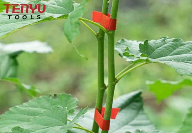 Machine à attacher les plantes de vigne à la main en acier inoxydable pour une installation et un fonctionnement faciles Vente chaude sur Amazon